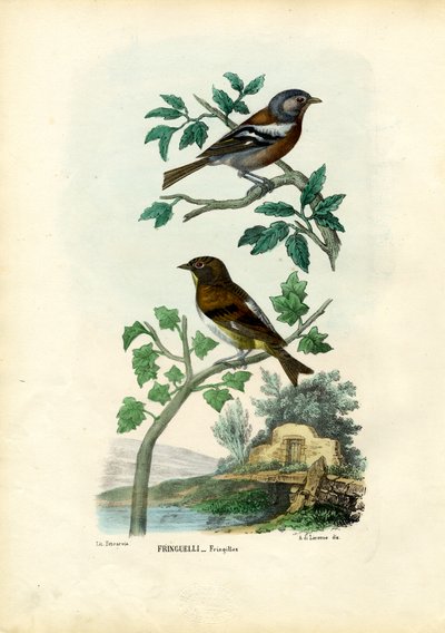Fringuello, 1863-79 da Raimundo Petraroja